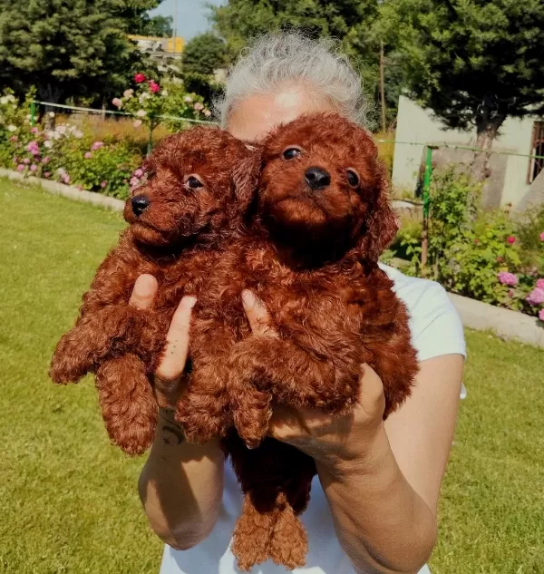 Toy Poodle Yavrular Ruhsatlı Çiftlikten