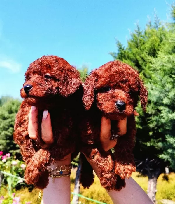 Toy Poodle Yavrular Ruhsatlı Çiftlikten