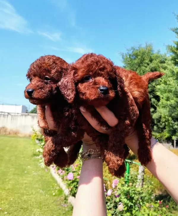Toy Poodle Yavrular Ruhsatlı Çiftlikten