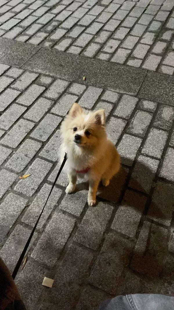 8 Aylık Dişi Pomeranian Yavrumuz
