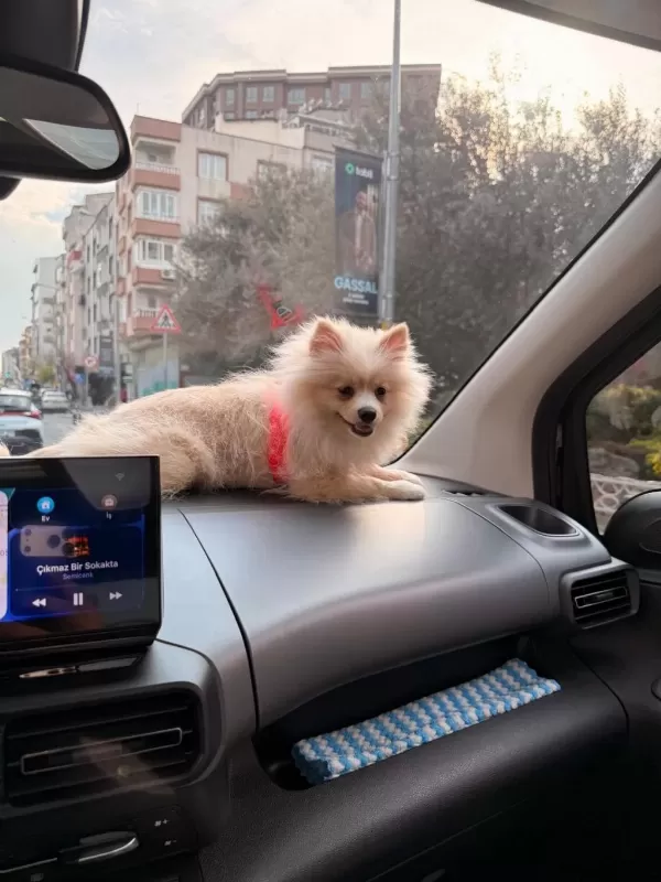 8 Aylık Dişi Pomeranian Yavrumuz