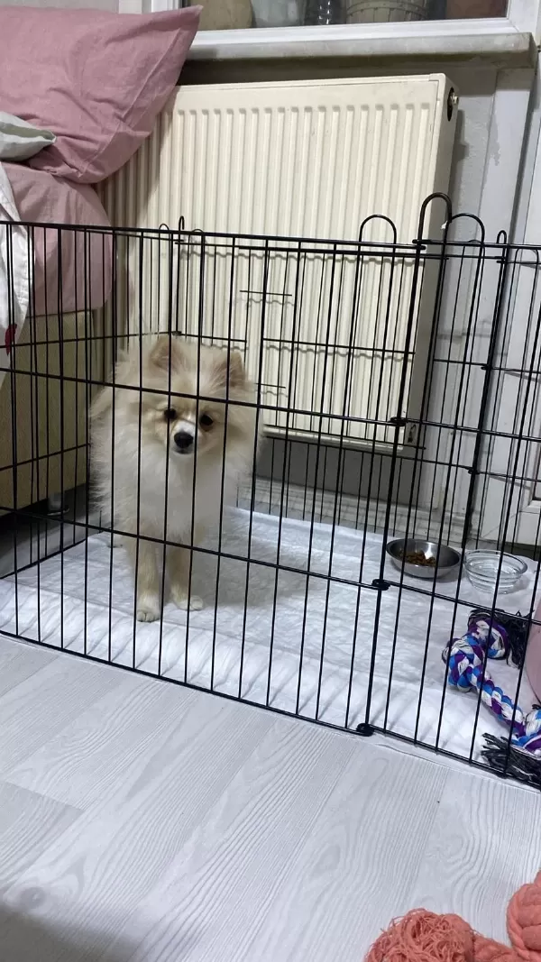 8 Aylık Dişi Pomeranian Yavrumuz