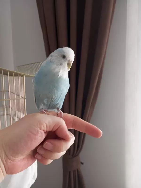Yerli Jumbo Muhabbet Kuşu Duman