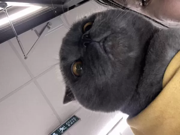 1 Yaşında Erkek Scottish Fold Kedimiz