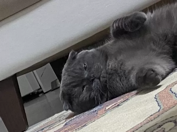 1 Yaşında Erkek Scottish Fold Kedimiz