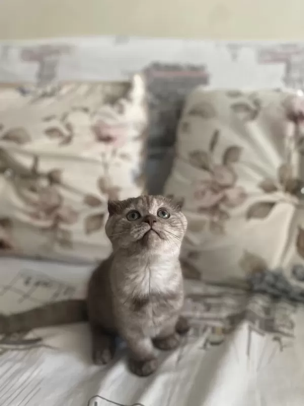 2 Buçuk Aylık Dişi Scottish Fold