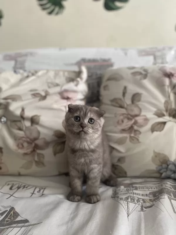 2 Buçuk Aylık Dişi Scottish Fold