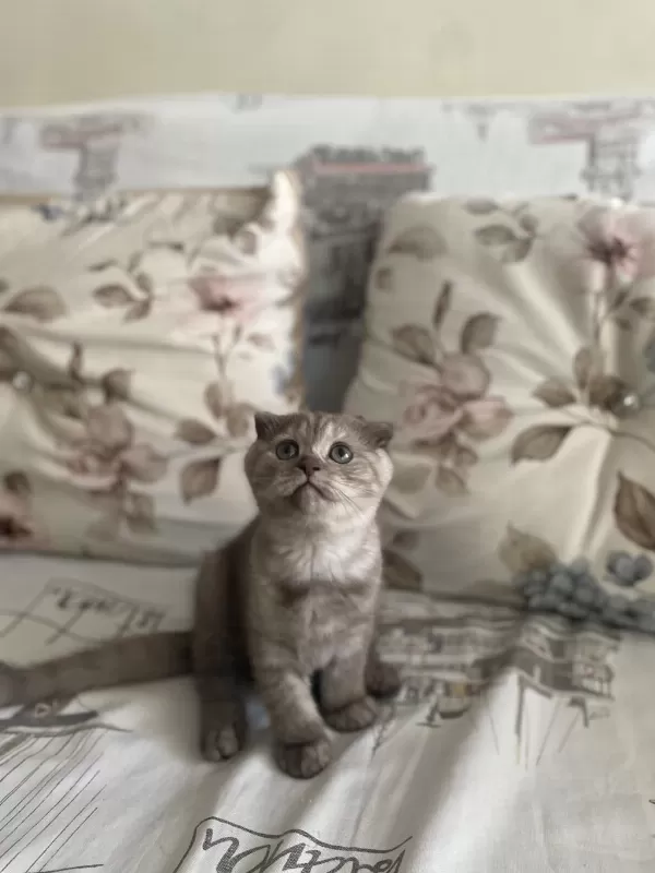 2 Buçuk Aylık Dişi Scottish Fold
