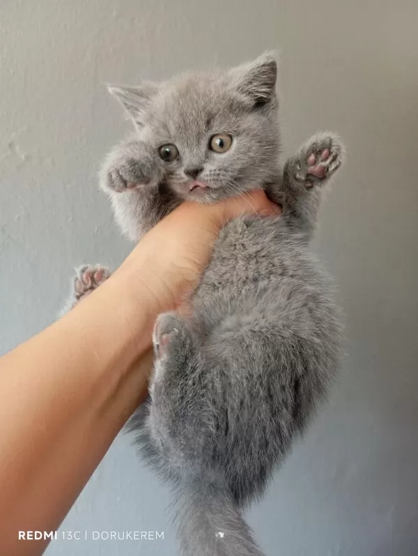 50 Günlük Dişi Gri British Shorthair Yavrumuz