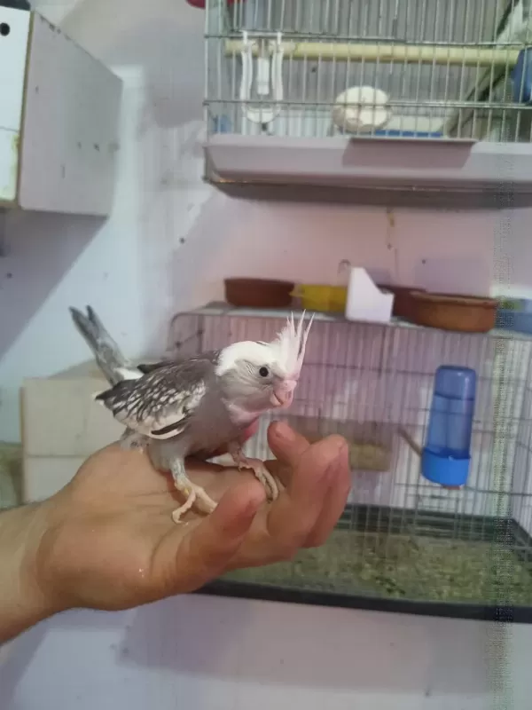 Ter Temiz Sultan Papağanı Bebekler