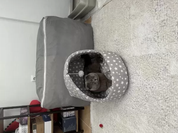 Ücretsiz Sahiplendirme Scottish Fold 2 Yaşında