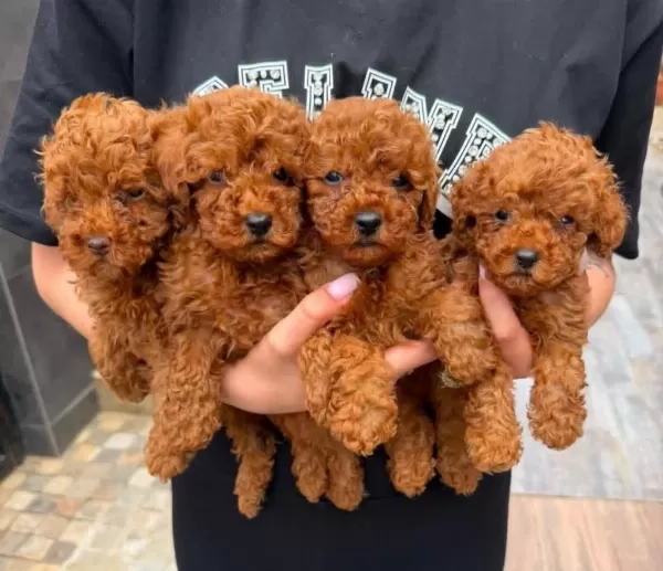 Toy Poodle Minik Yavrular