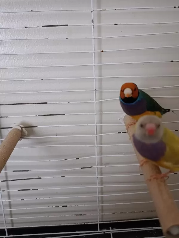 Gökkuşağı İspinoz Takım