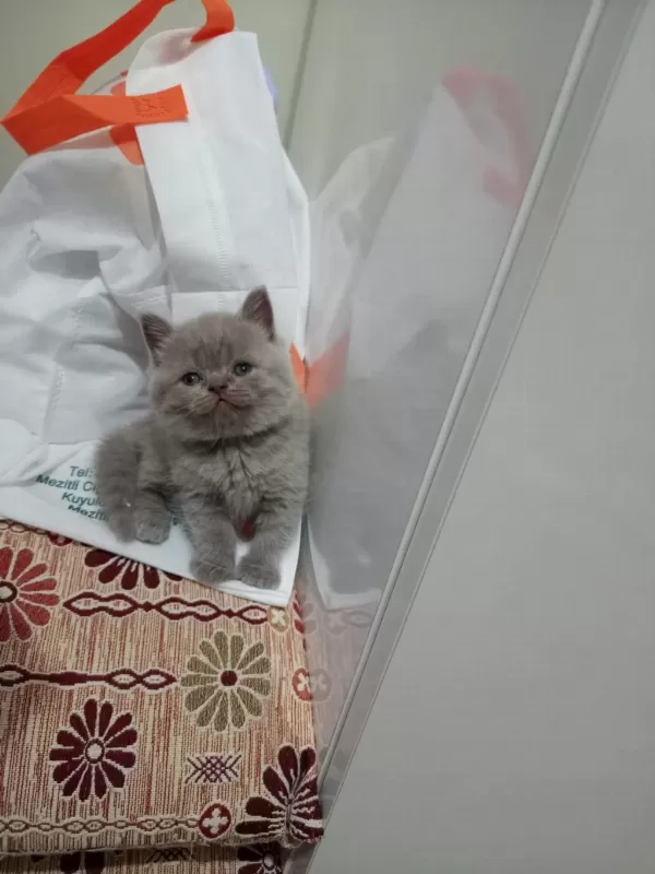 British Shorthair Dişi Lilac Yavrular