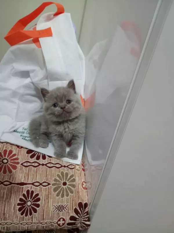 British Shorthair Dişi Lilac Yavrular