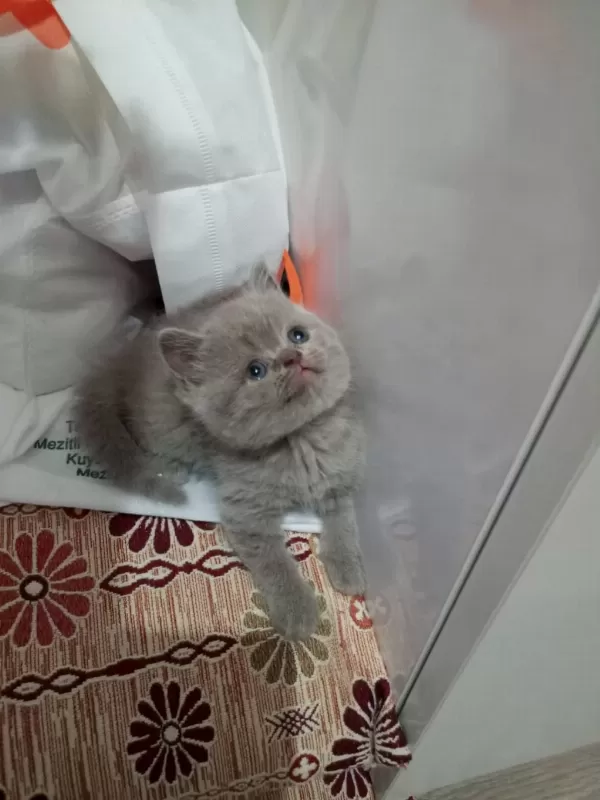 British Shorthair Dişi Lilac Yavrular