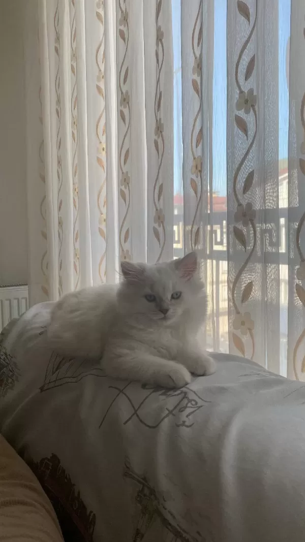 2 Buçuk Aylık Dişi British Longhair