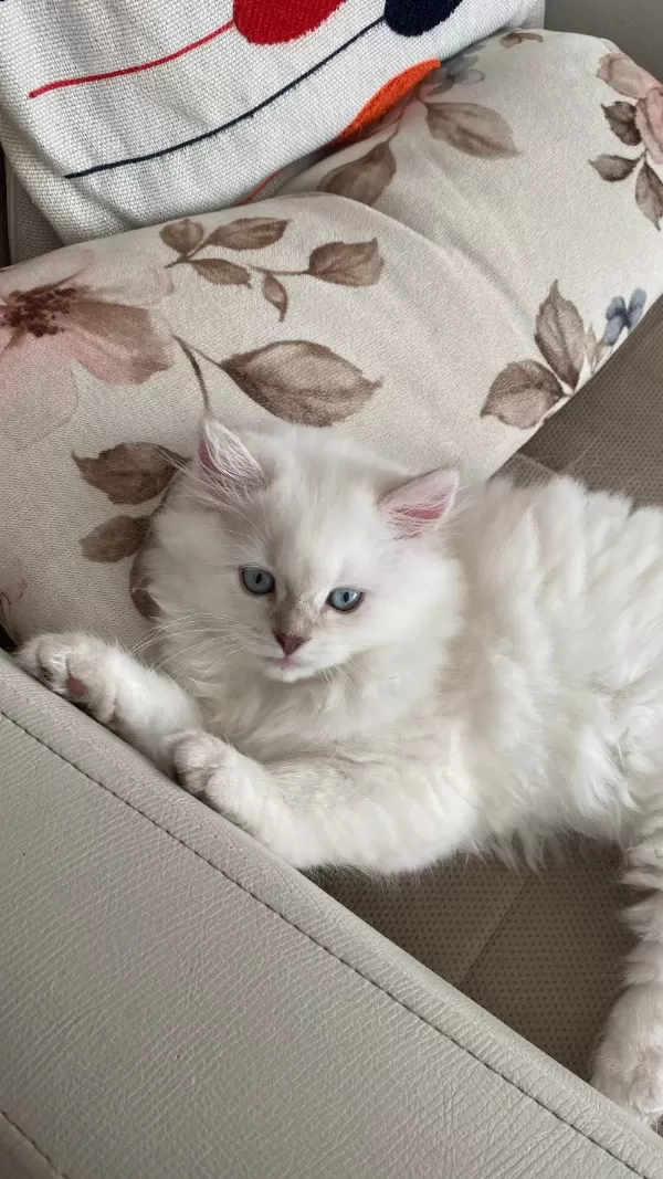 2 Buçuk Aylık Dişi British Longhair