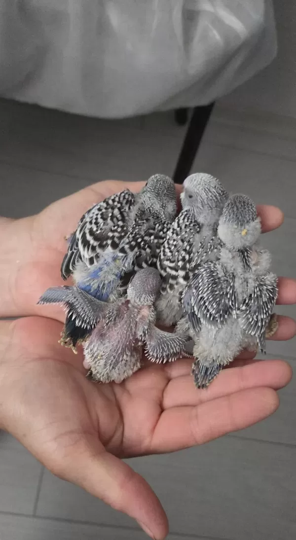 Yeni Muhabbet Kuşu Yavru 4 Adet Yeme Düşmedi Henüz