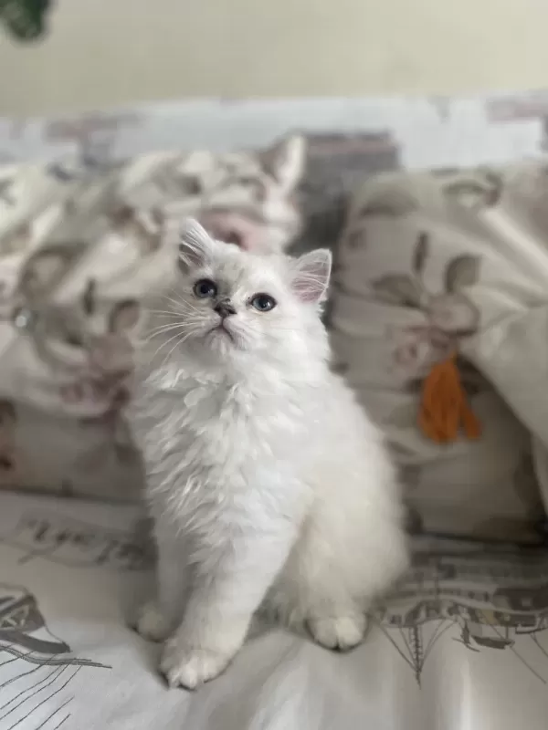 2 Buçuk Aylık Dişi British Longhair Yavrumuz