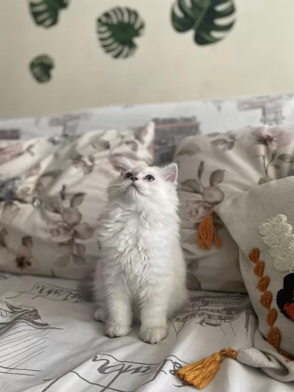 2 Buçuk Aylık Dişi British Longhair Yavrumuz