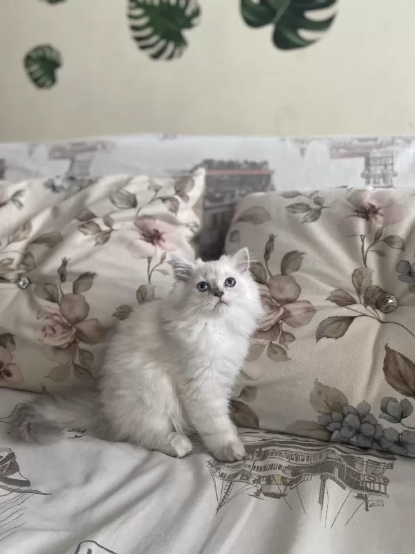 2 Buçuk Aylık Dişi British Longhair Yavrumuz