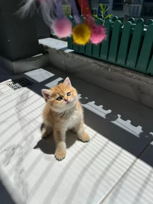 Show Kalite Ayı Surat British Shorthair Bebekler