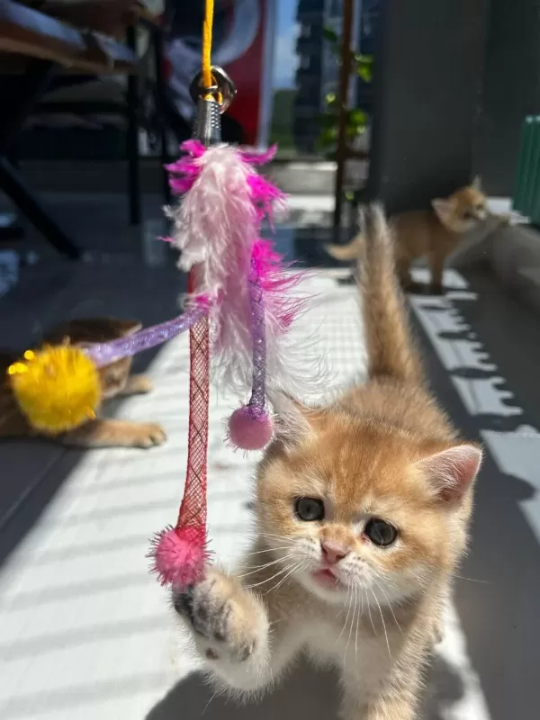 Show Kalite Ayı Surat British Shorthair Bebekler