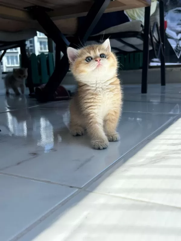 Show Kalite Ayı Surat British Shorthair Bebekler