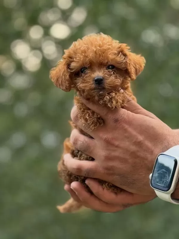 Teacup Korea Poodle Saglik Ve Kg Garantili Wc Egitimli