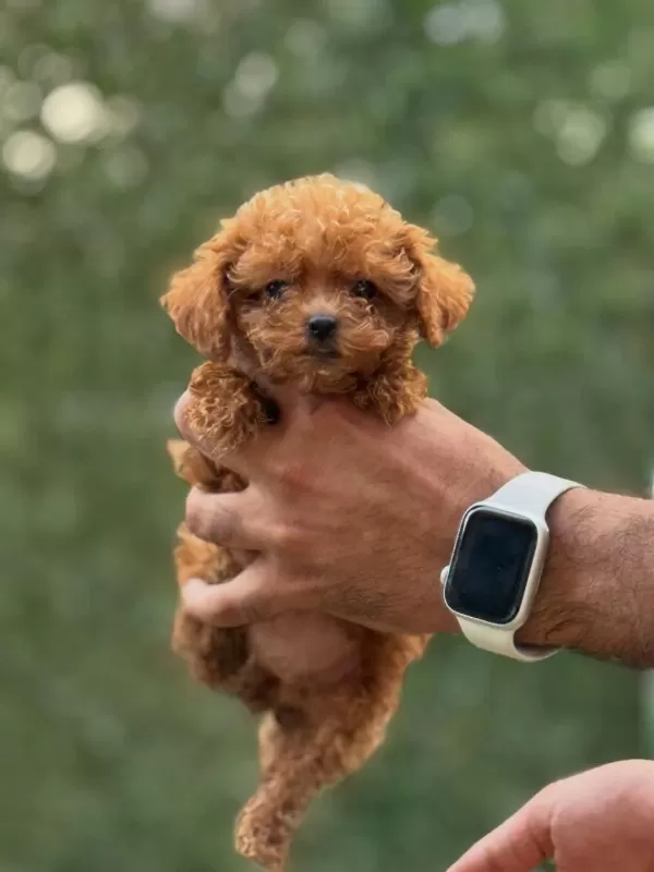 Teacup Korea Poodle Saglik Ve Kg Garantili Wc Egitimli