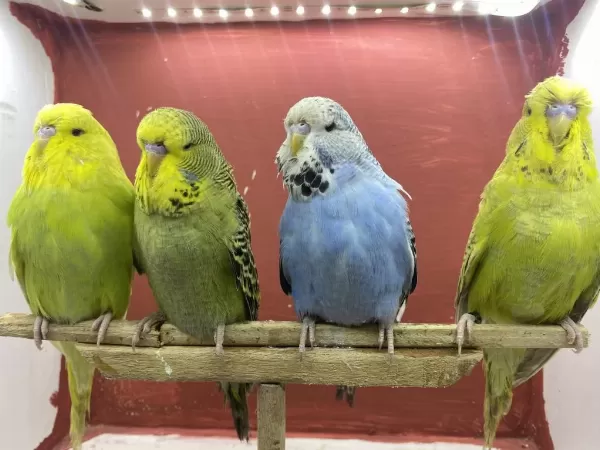 Harika Show Muhabbet Kuşu