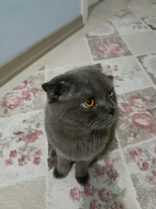 1 Yaşında Scottish Fold