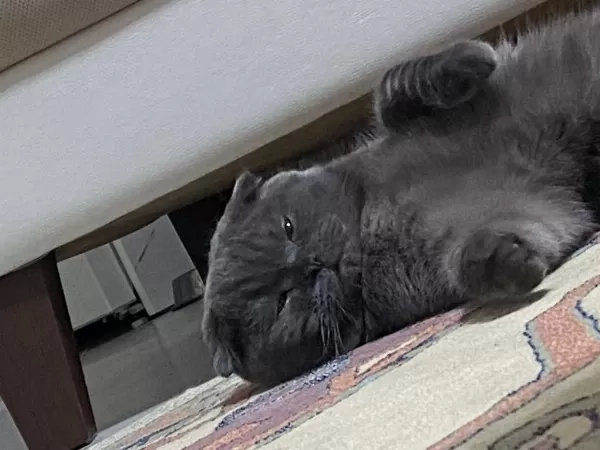 1 Yaşında Scottish Fold