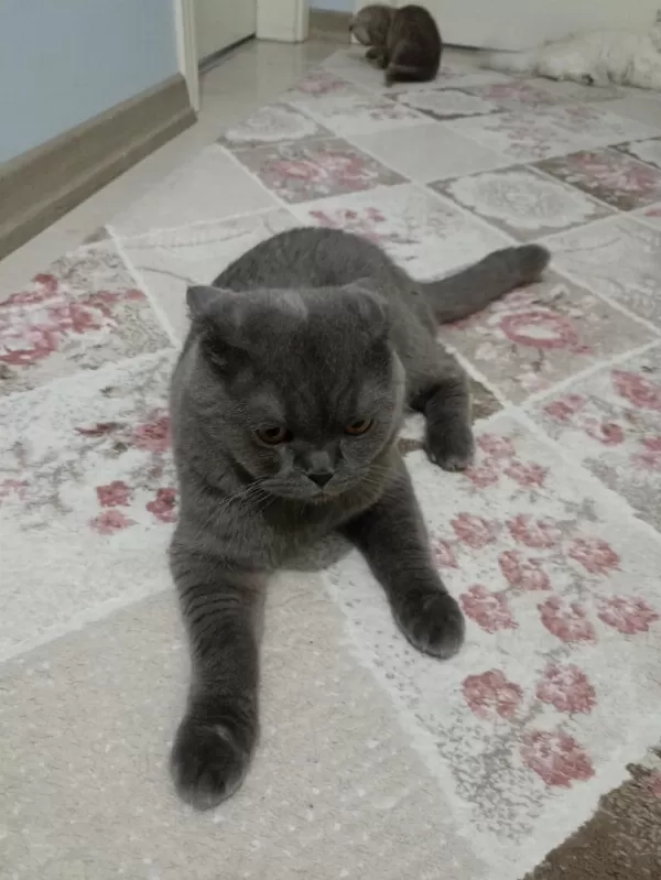 1 Yaşında Scottish Fold