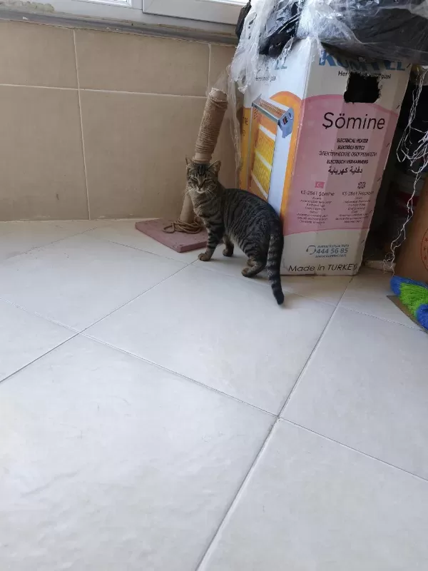 Anne British Baba Tekir Kedimiz Tekire Benziyor