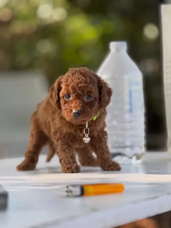 Teacup Korea Poodle Saglik Ve Kg Garantili Wc Egitimli