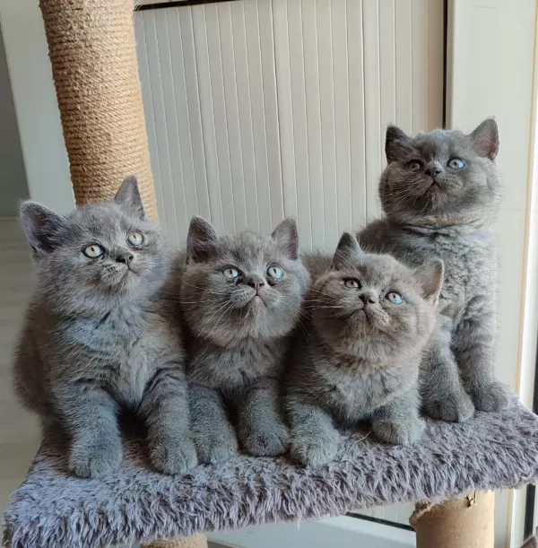 Safkan British Shorthair Bebekler