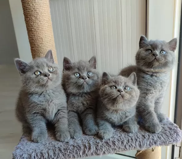 Safkan British Shorthair Bebekler