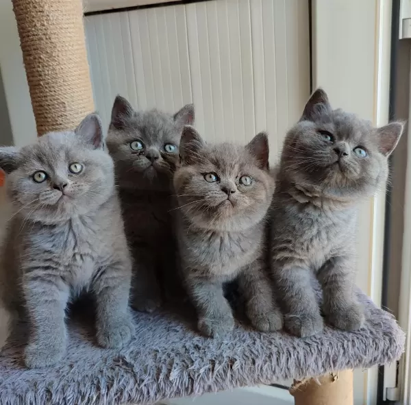 Safkan British Shorthair Bebekler