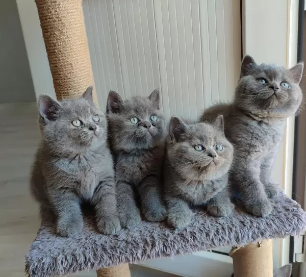 Safkan British Shorthair Bebekler