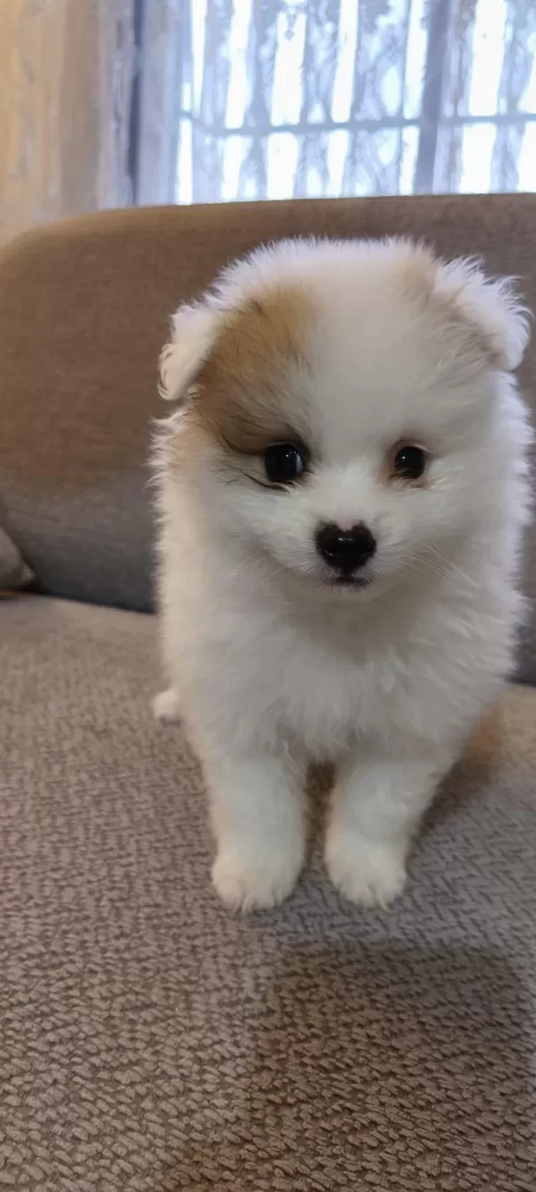 Pomeranian Boo Erkek Ve Dişi Yavrularımız