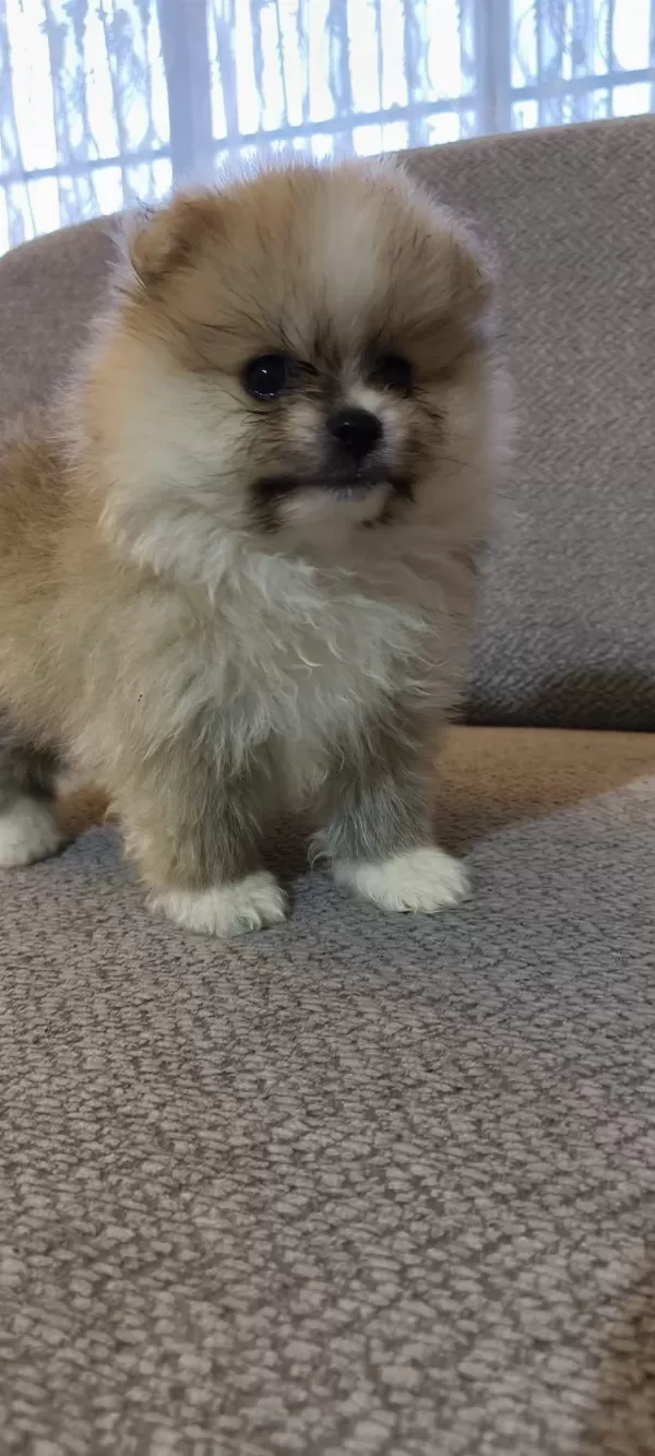 Pomeranian Boo Erkek Ve Dişi Yavrularımız