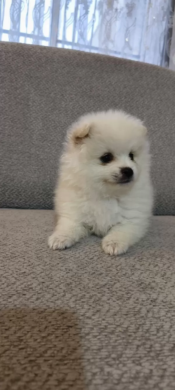 Pomeranian Boo Erkek Ve Dişi Yavrularımız