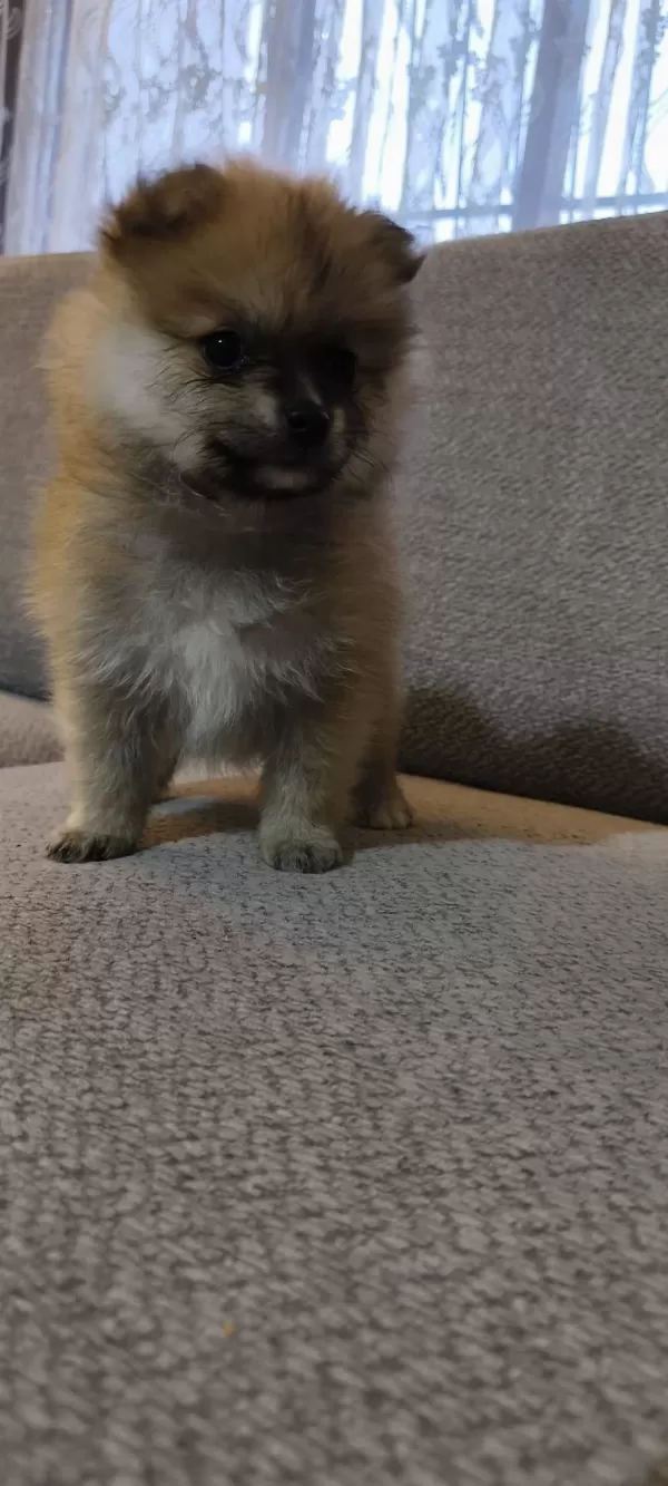 Pomeranian Boo Erkek Ve Dişi Yavrularımız