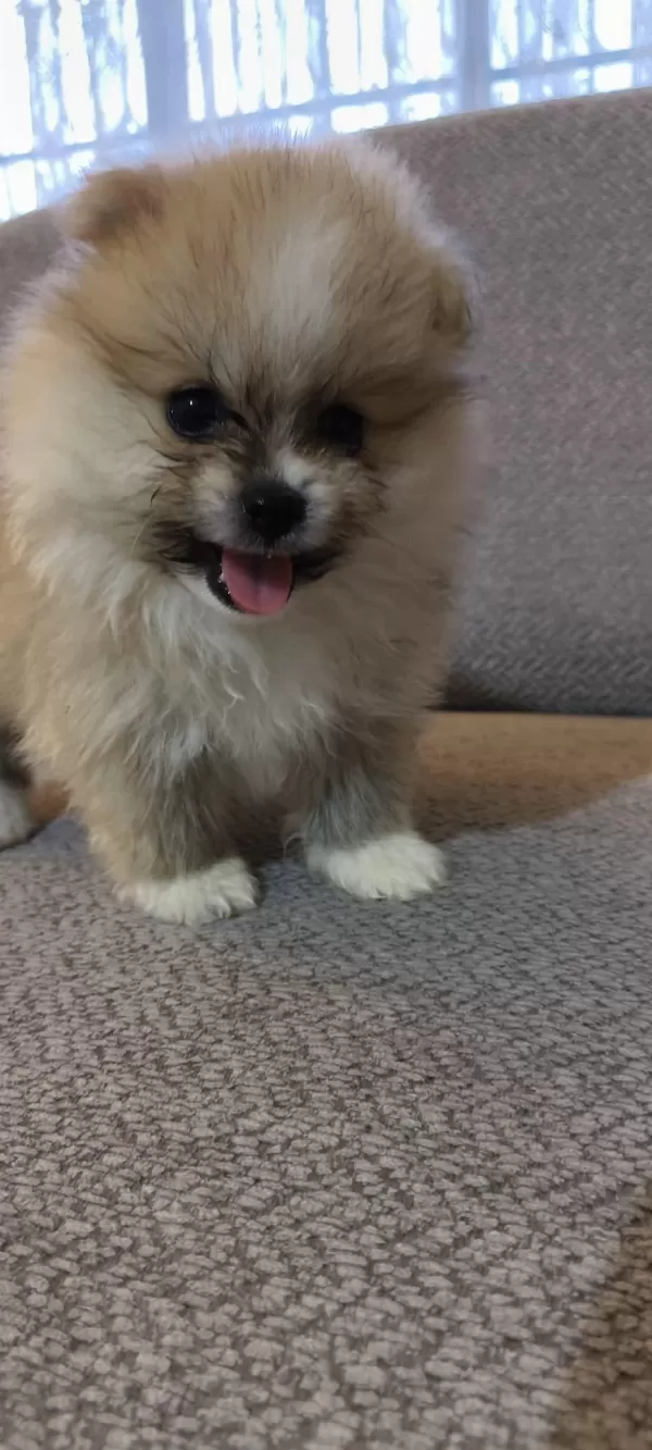 Pomeranian Boo Erkek Ve Dişi Yavrularımız