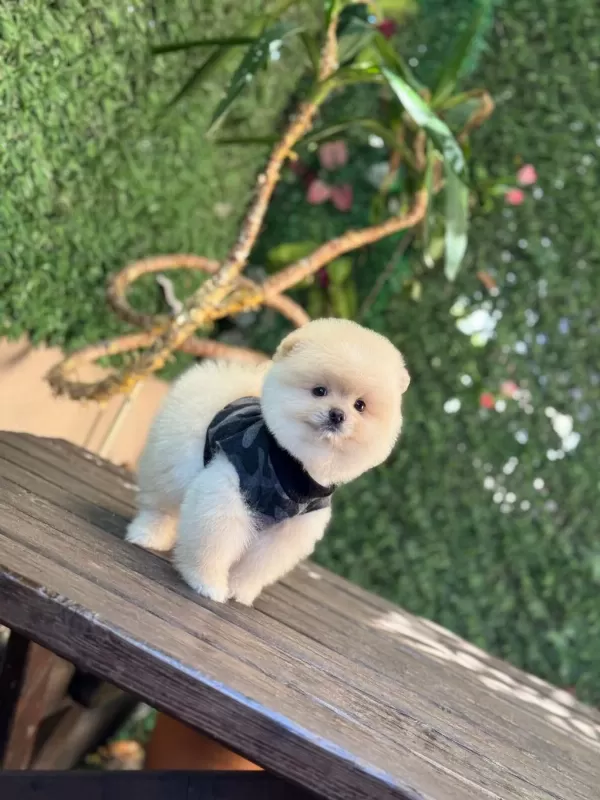 Ayı Surat Pomeranian Boo