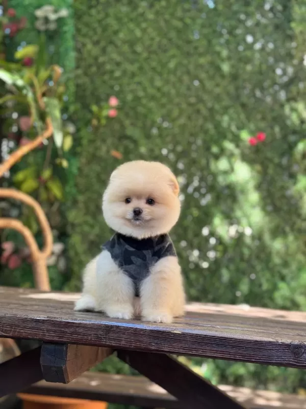 Ayı Surat Pomeranian Boo