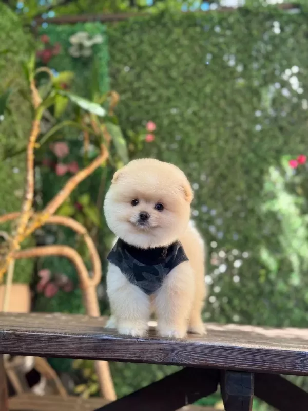 Ayı Surat Pomeranian Boo