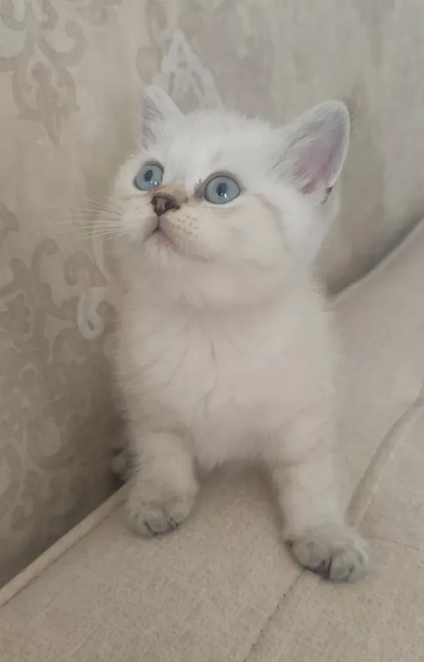Güzeller Güzeli Bir Bebek Kedimiz